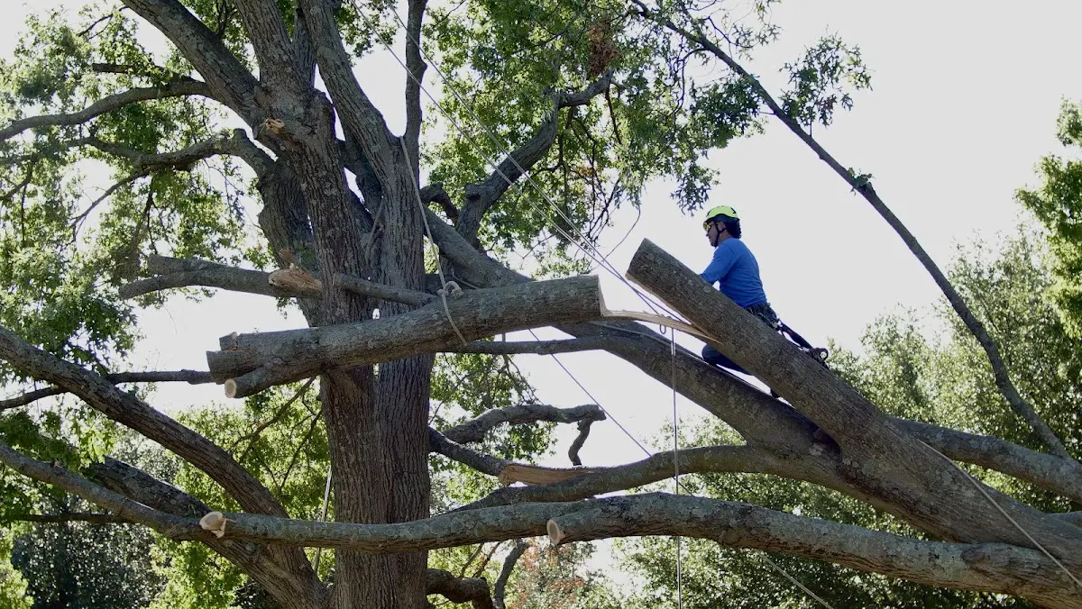 Professional Crown Thinning performed by certified arborists in Mantador